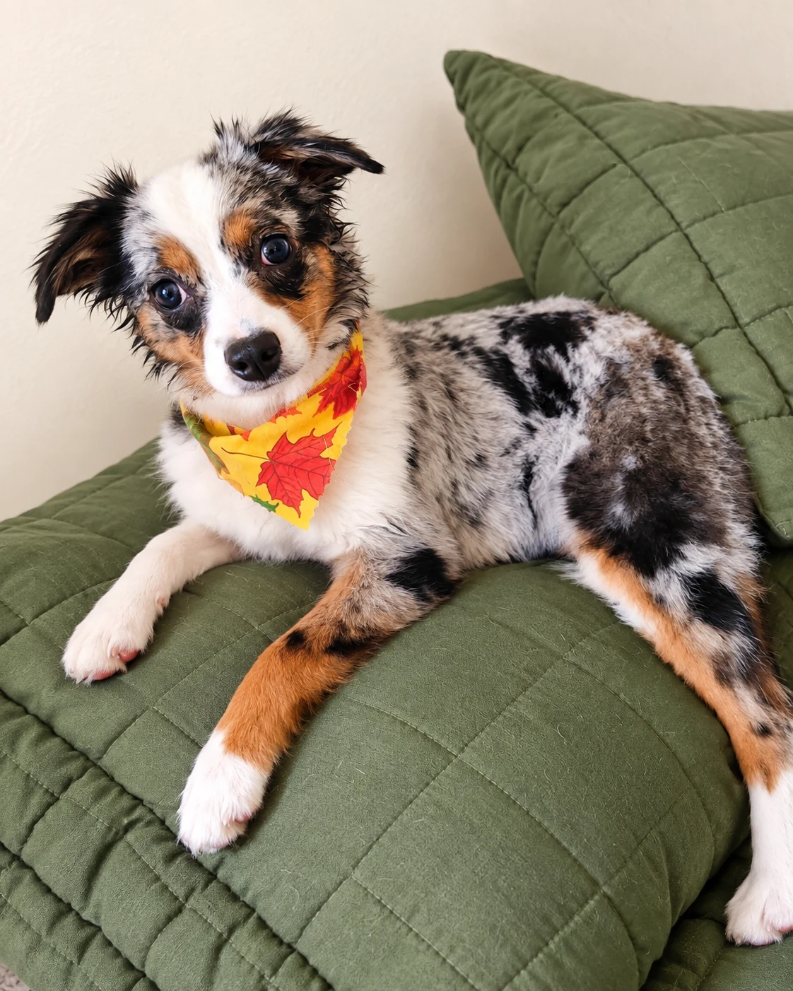 A young blue merle mini Australian Shepherd puppy wearing an autumn-leaf bandana, resting on a green cushion