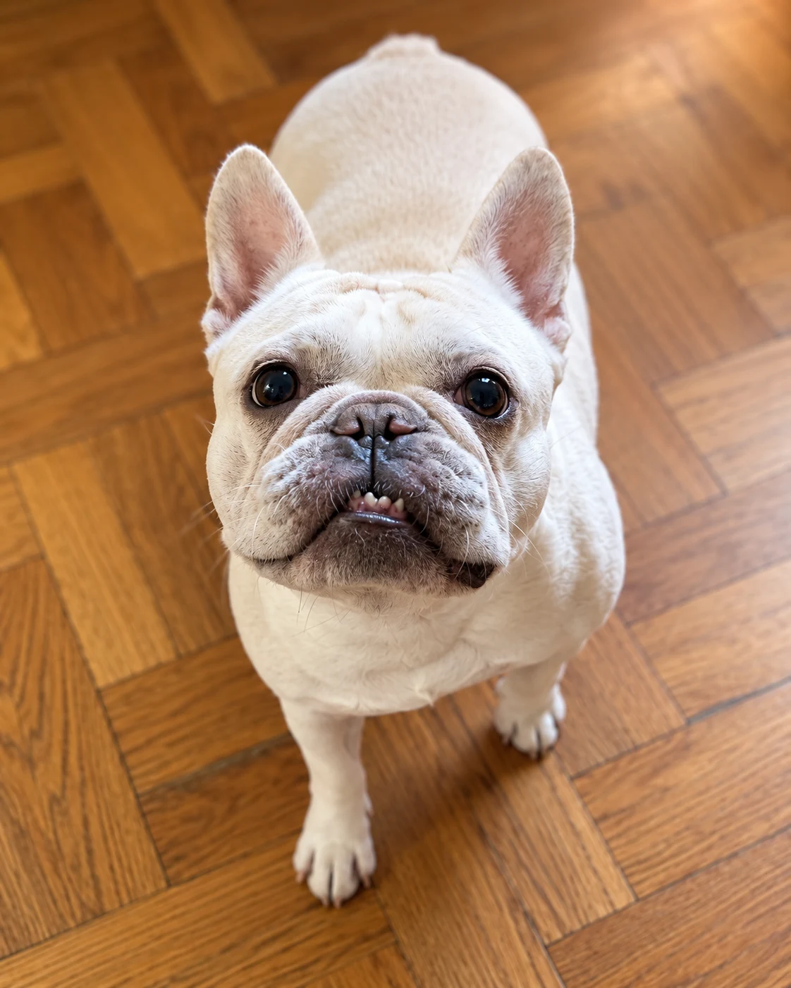Frankie standing on a wood parquet floor, looking up toward the camera with his mouth slightly open.