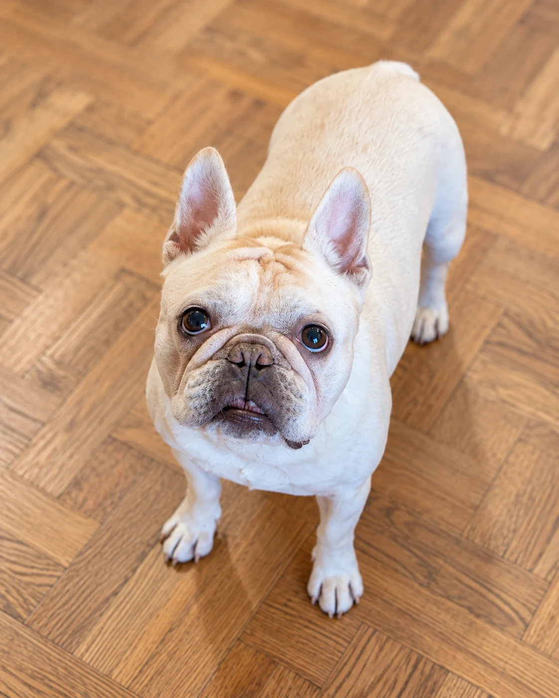 Frankie standing on a wood parquet floor, looking up attentively toward the camera.