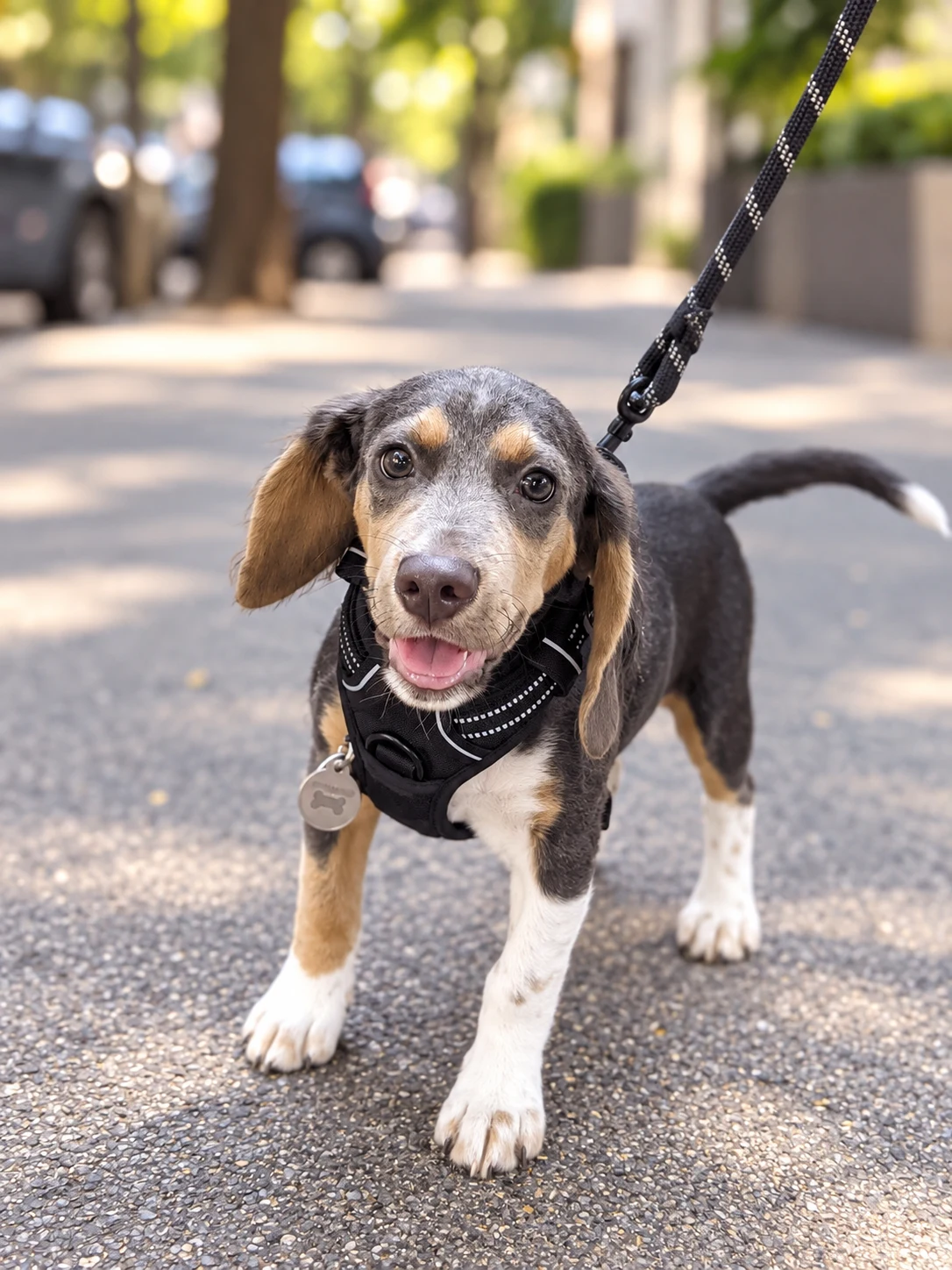 Gen as a tricolor beagle puppy on a leash, walking on a city sidewalk.