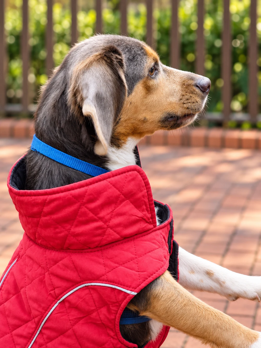 Gen, a tricolor beagle, wearing a red quilted coat outdoors on a brick-paved path.