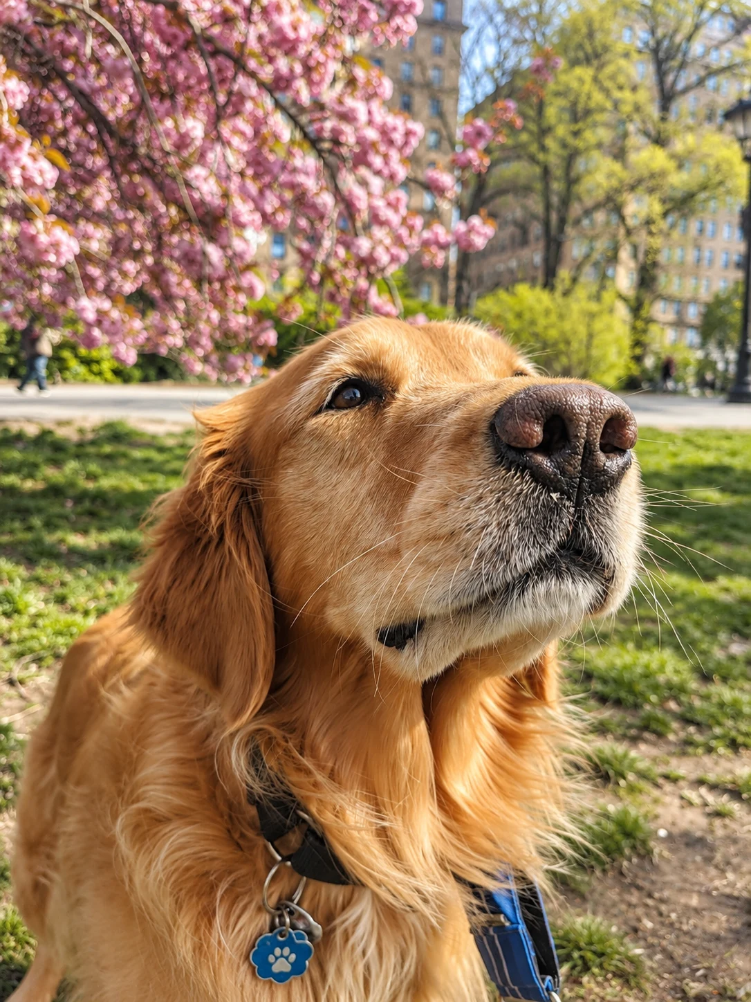 Senator beside blooming cherry-blossom trees and spring greenery in a park.