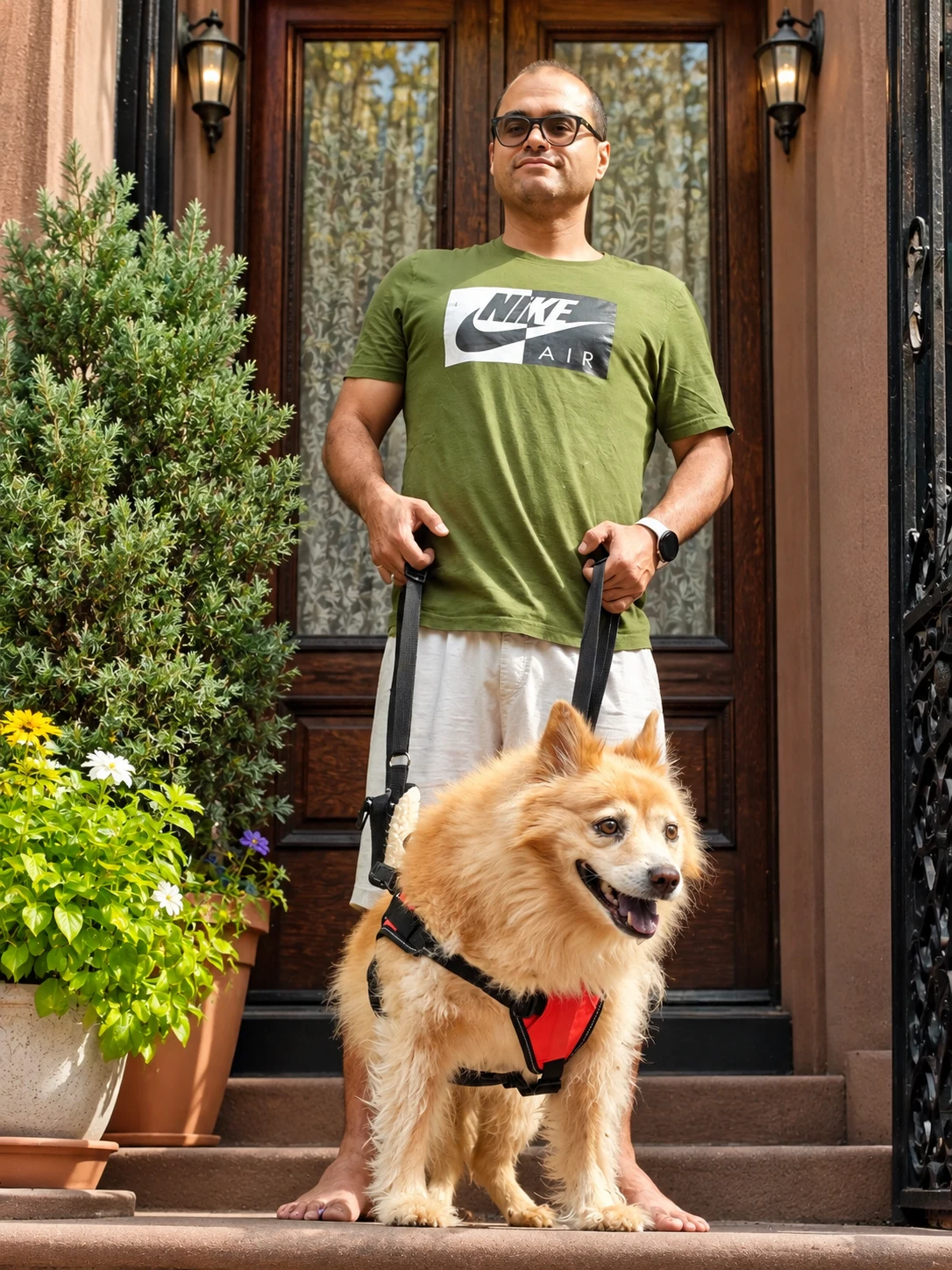 Sydney standing on a brownstone stoop beside potted flowers while a person holds the handle of the dog's red support harness.