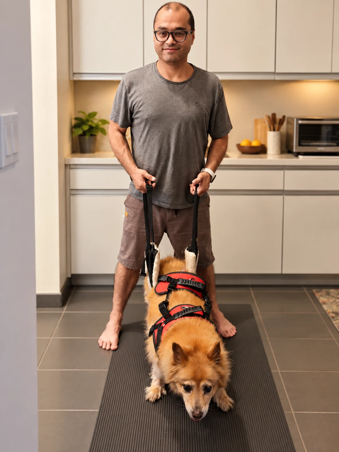 A person standing in a kitchen, gently steadying Sydney with the handles of a red support harness while the dog stands on a floor mat.
