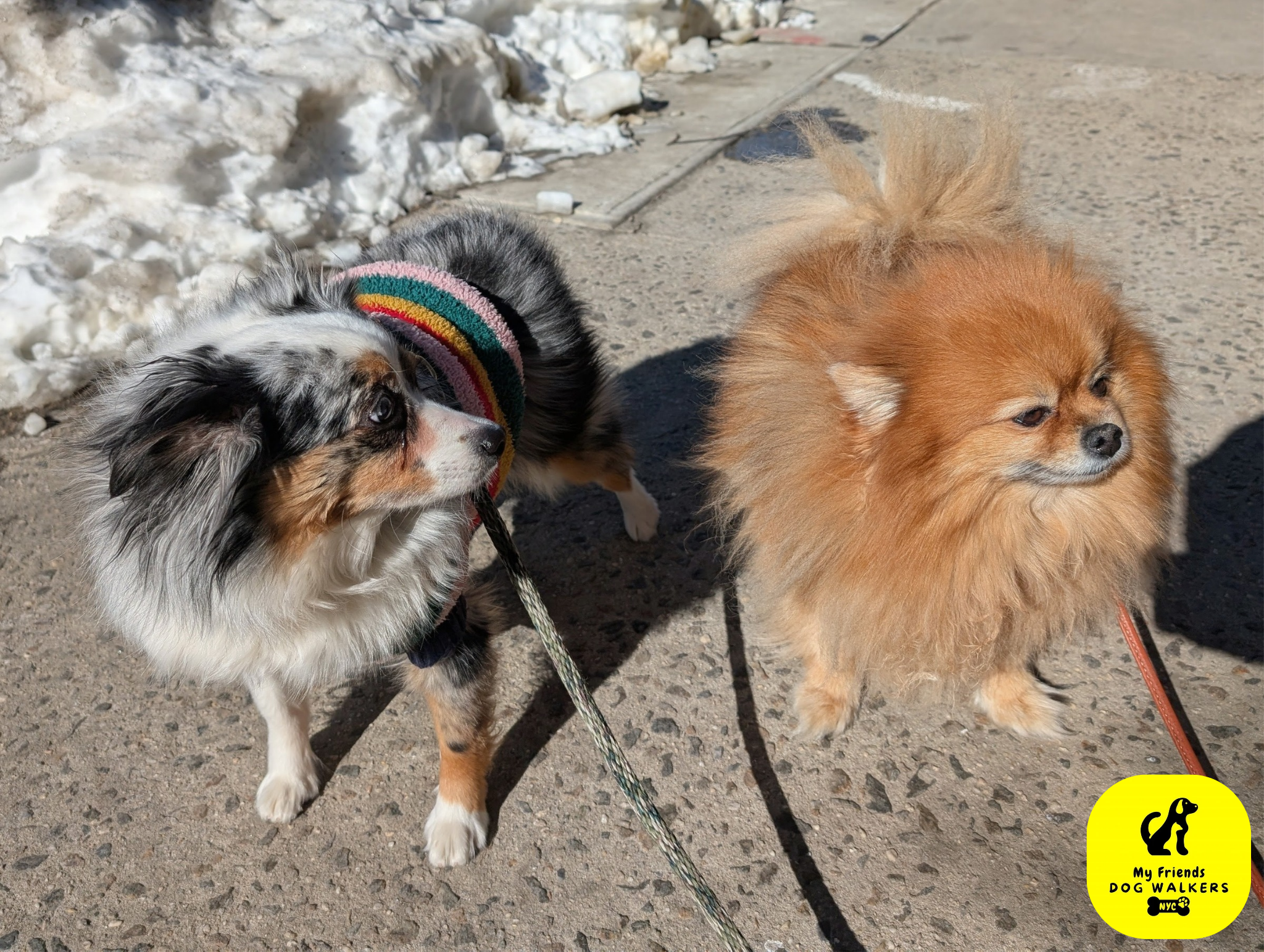 Pet of Nathan & Juan