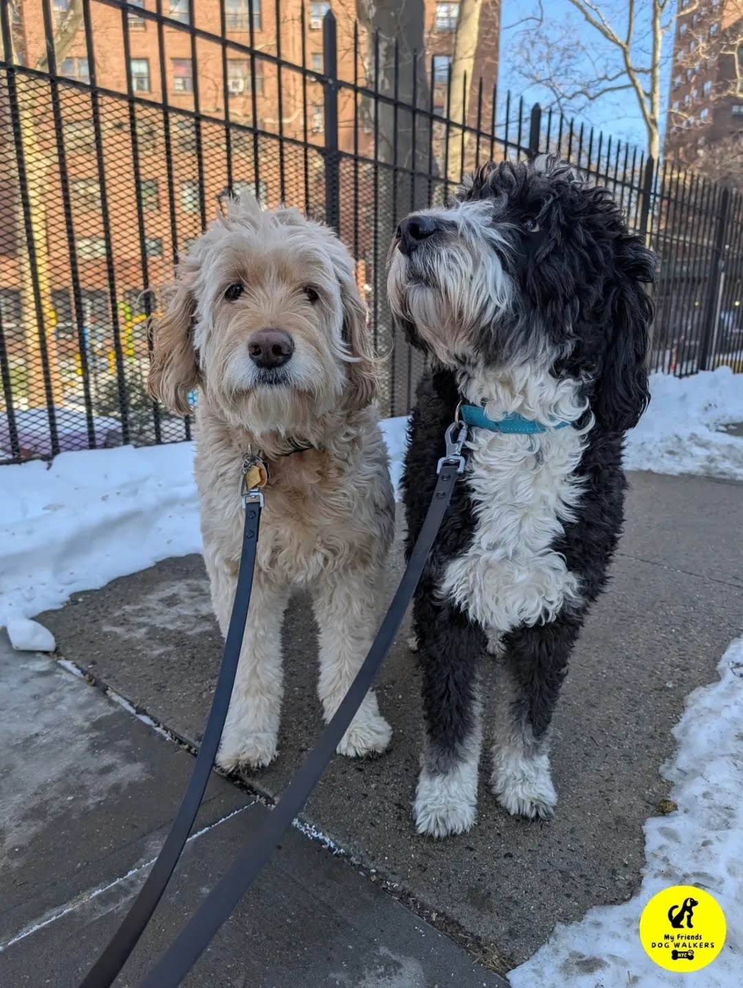 Pet of Aubrey & Madison