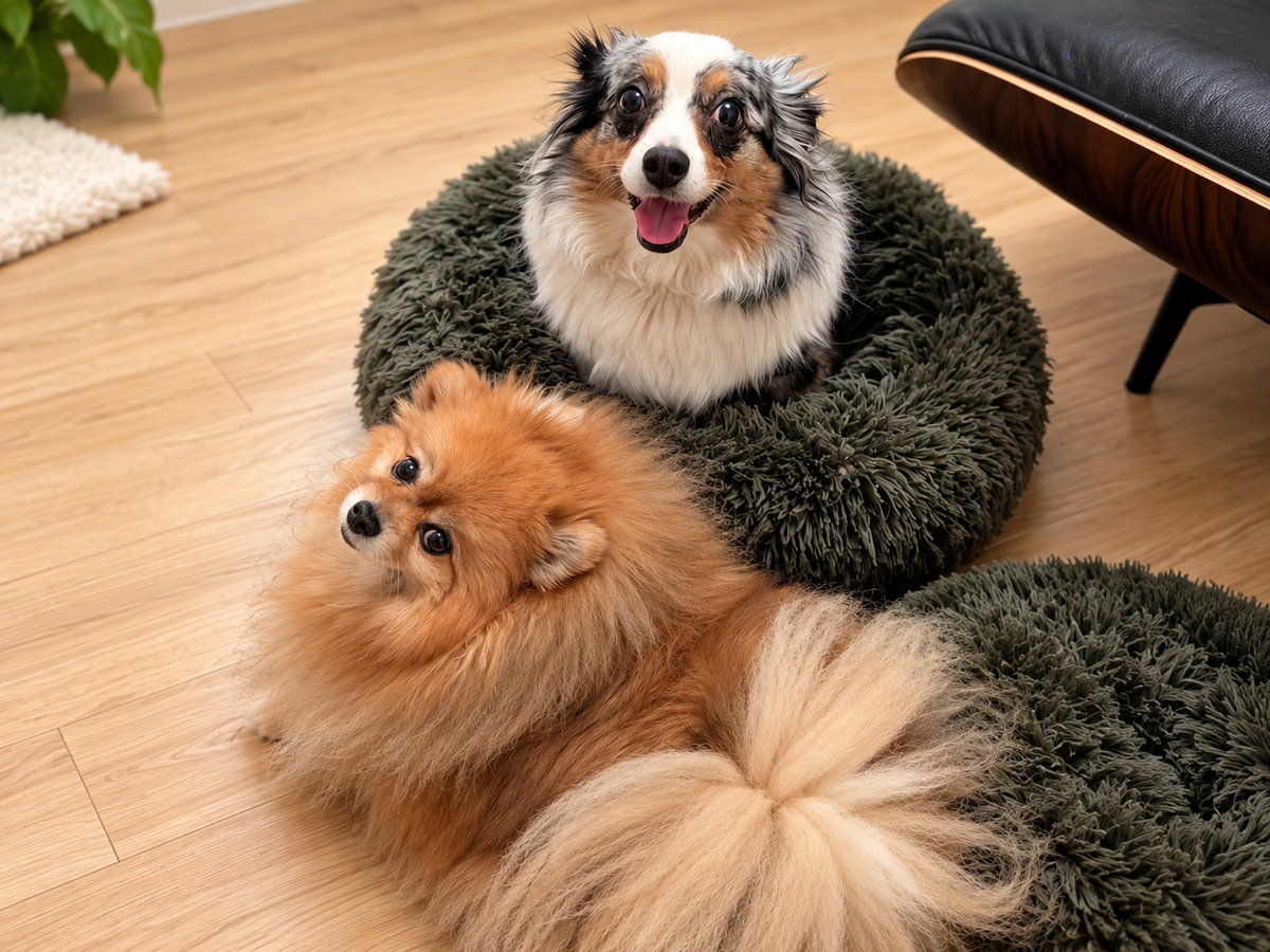 Eeve and Biscuit relaxing together at home.